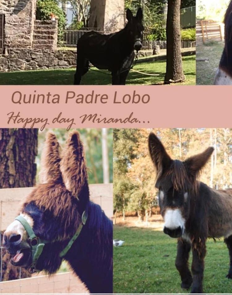 Гостевой дом Quinta Padre Lobo Санта-Мария-да Фейра Экстерьер фото